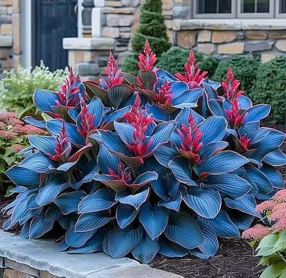 🔥2025 Garden Must-Have🌾 Perennial Coleus Ornamental Grass Seeds🌱