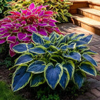 🔥2025 Garden Must-Have🌾 Perennial Coleus Ornamental Grass Seeds🌱
